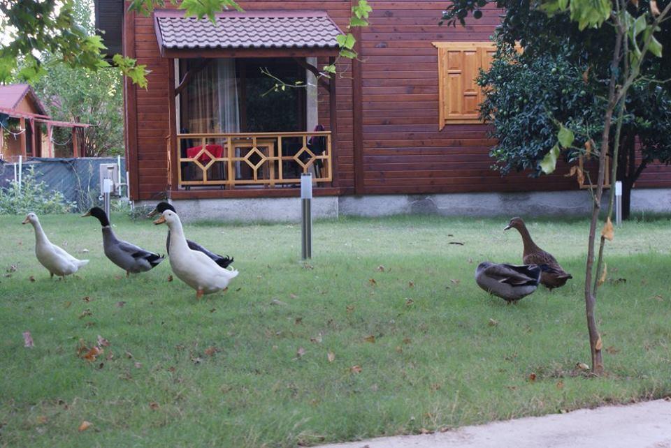 Maji Village Çıralı Eksteriør billede
